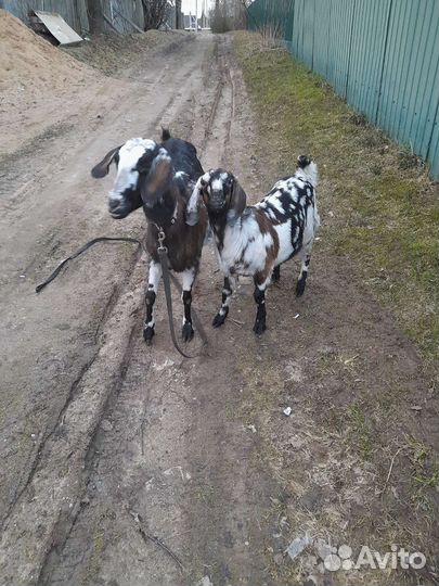Коза дойная