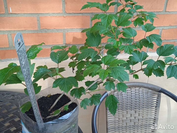 Калина съедобная, красная, сортовая