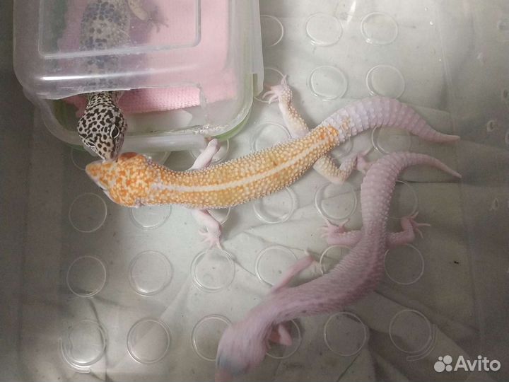 Геккон эублефар