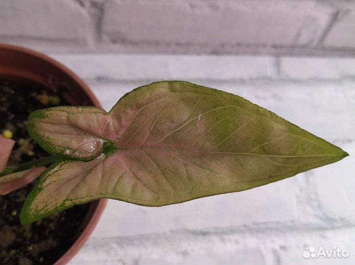 Сингониумы Регина Ред и Т - 25