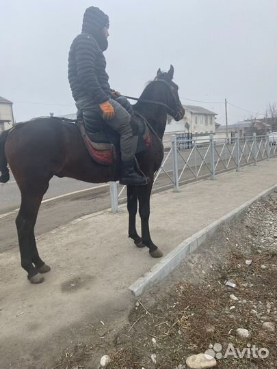 Лошади жеребец мансур