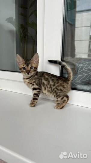 Бенгальские котята