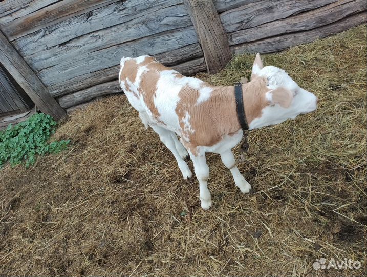 Телëнок-тëлочка