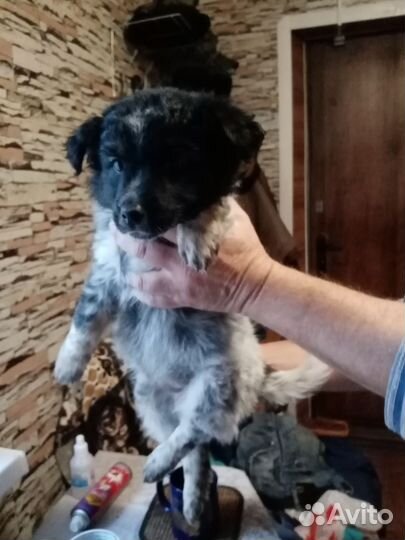 Щенки дворняжки бесплатно