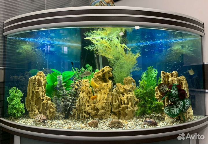 Чистка аквариума. Срочный выезд