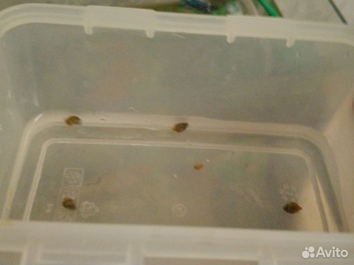 Улитки аквариумные