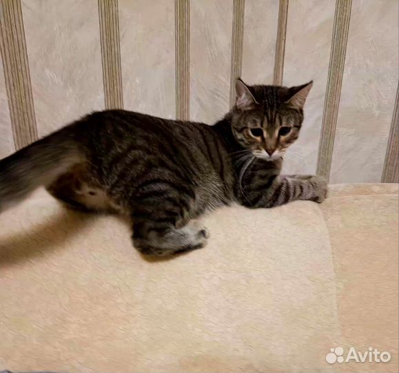 Очаровашка Пунш 9 мес