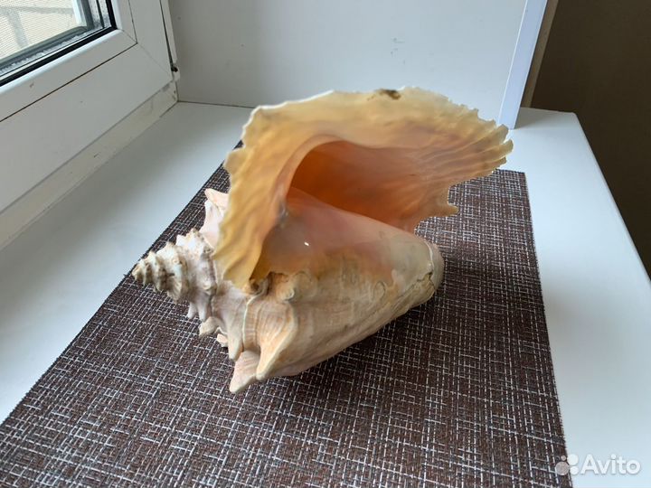 Раковина морская