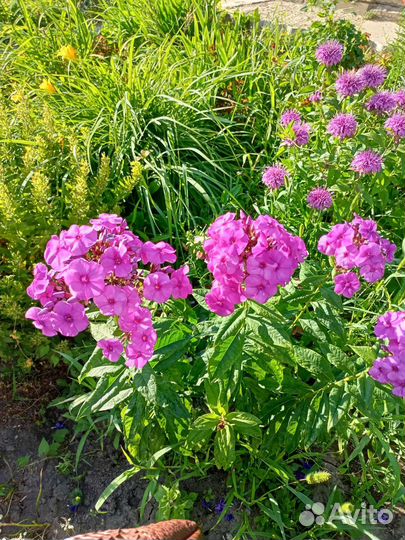 Многолетние цветы