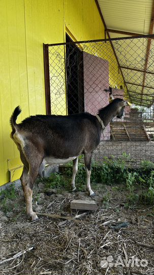 Коза на мясо