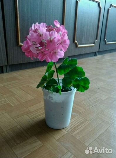 Пеларгония герань