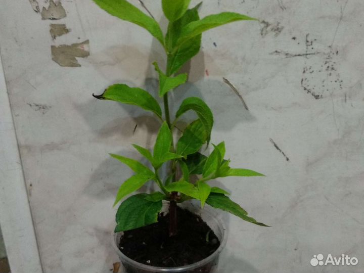 Гортензия Геркулес