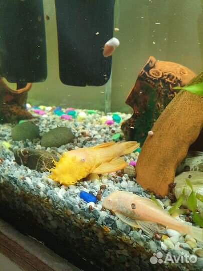 Аквариум с рыбками