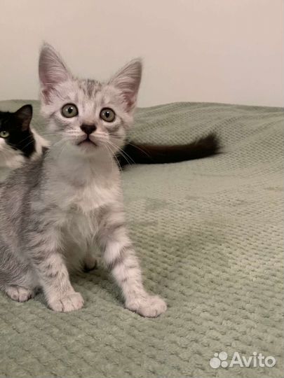 Кошечка в добрые руки