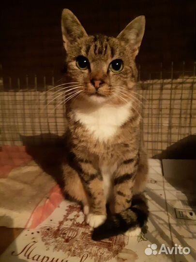 Кошечка-милашка в добрые руки