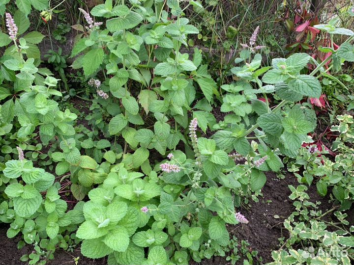 Мята сортовая