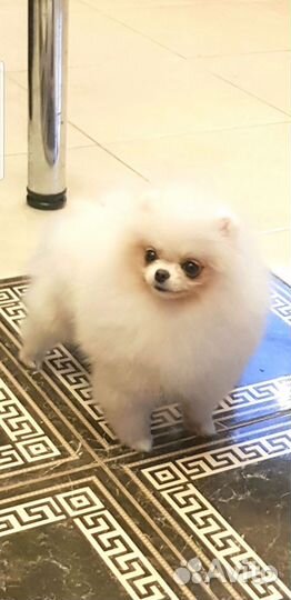 Померанский шпиц девочка