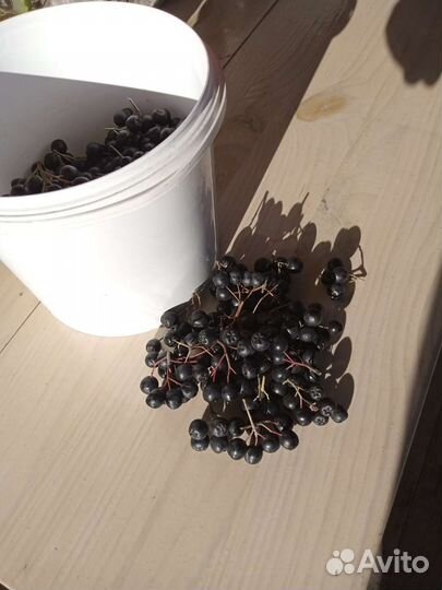 Рябина черная