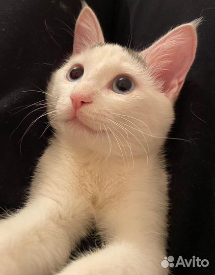 Кошка в дар бесплатно