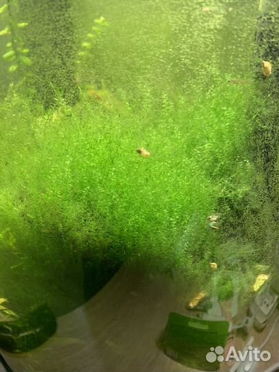 Аквариумное растение
