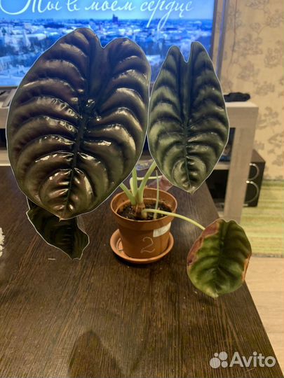 Алоказия Ред Секрет