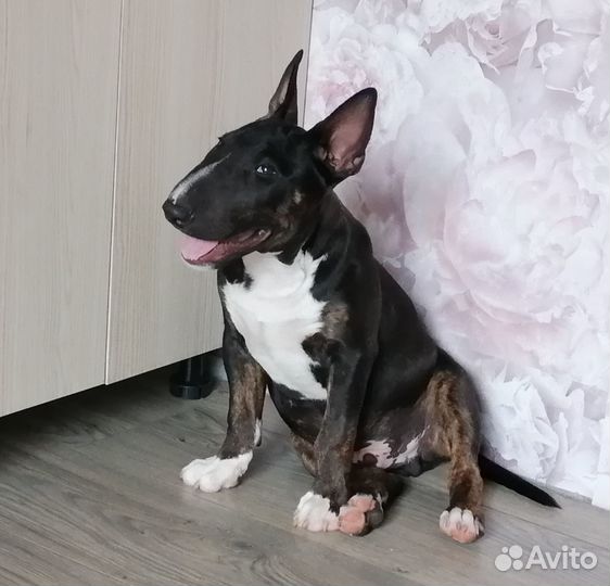 Минибультерьер