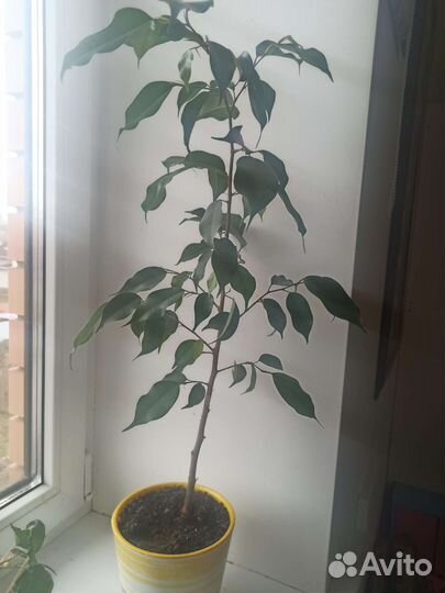 Фикус бенджамина 60-70см