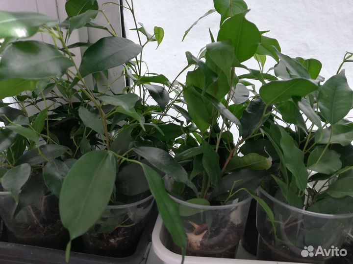 Фикус Бенджамина