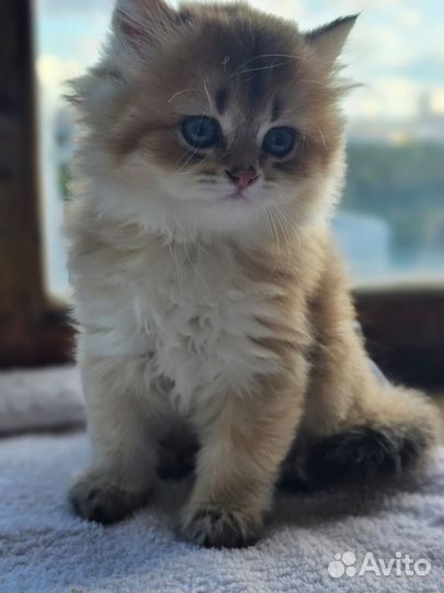 Кошечка золотая