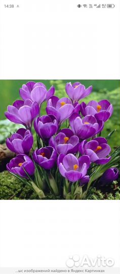 Луковицы крокусов