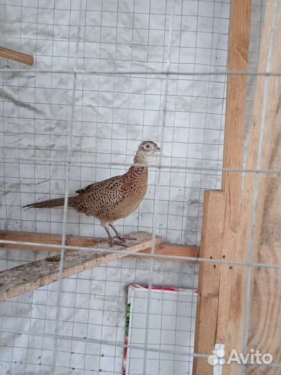 Фазаны охотничий самочка