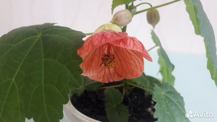 Цветущий Абутилон