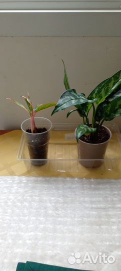 Сортовые аглаонемы