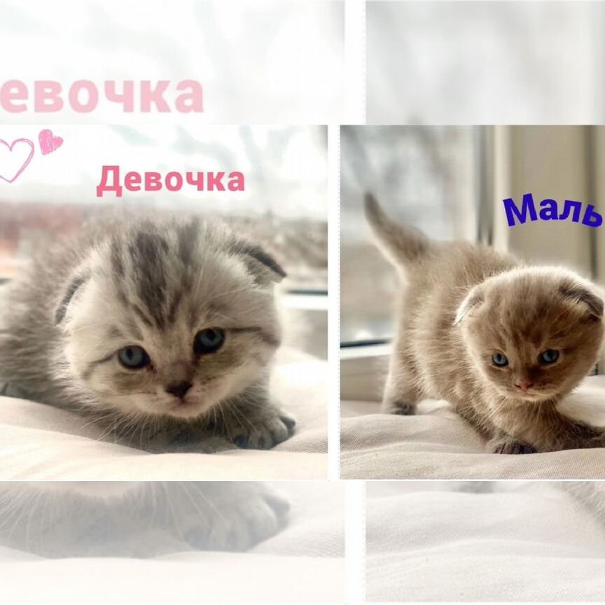 Шотландские котята