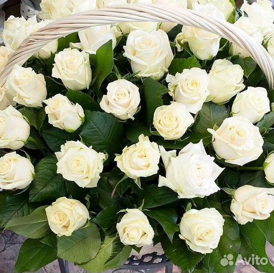 Высокие розы Гигантские розы 110