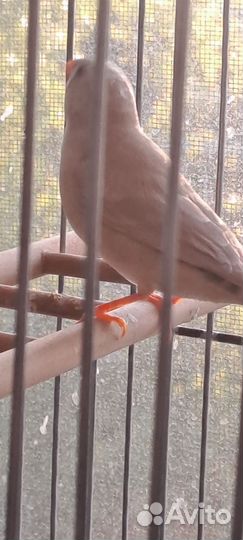 Зебровые амадины