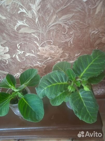 Глоксиния сортовая махровая и простая