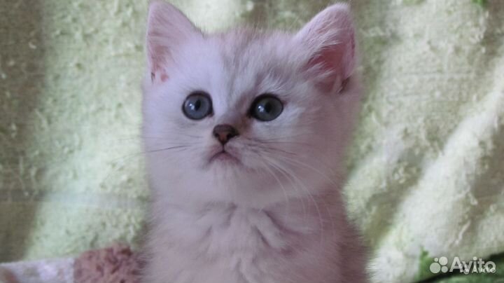 Клубные британские золотые котята