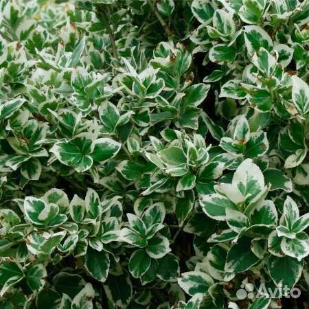 Бересклет форчуна