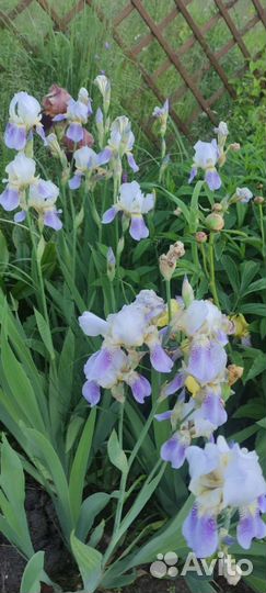 Ирисы бородатые