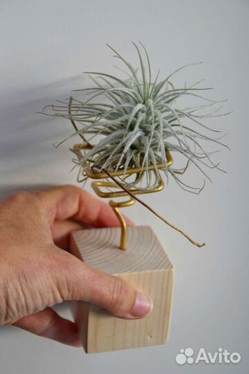 Тилландсии