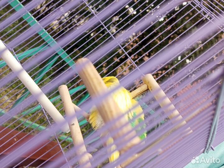 Риана 2года с половиной