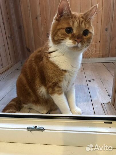 В добрые руки