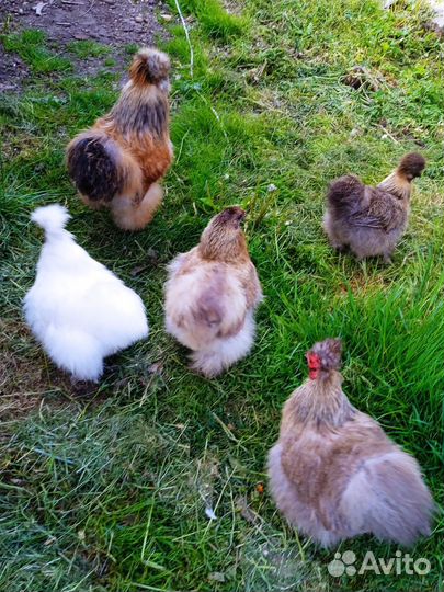 Продам куриц и петухов породы китайская шëлковая