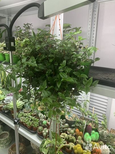 Ампельные растения