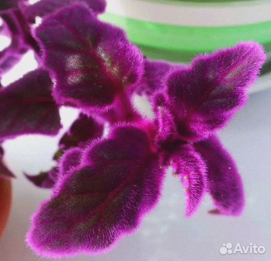 Гинура пушистая 