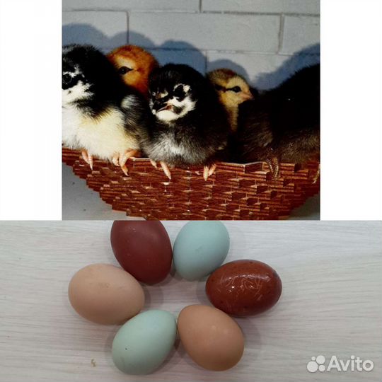 Куры, цыплята, петухи
