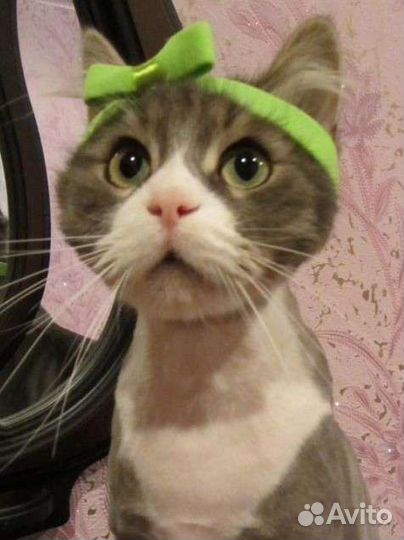 Стрижка кошек и собак (груминг)