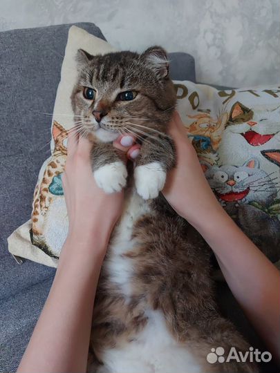 Американский кёрл