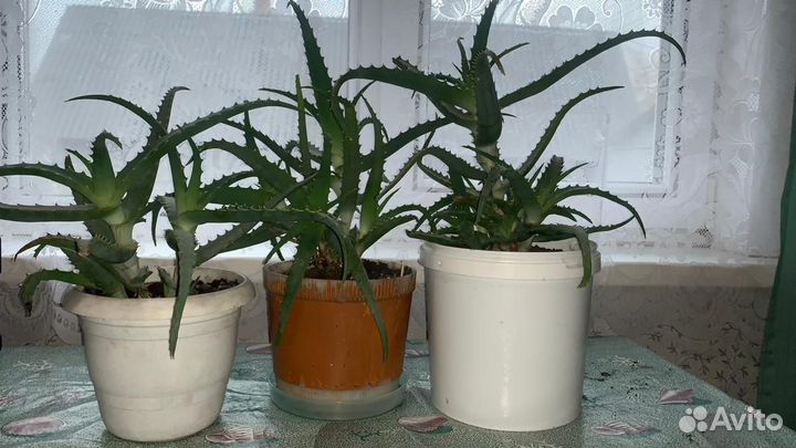 Алоэ столетник